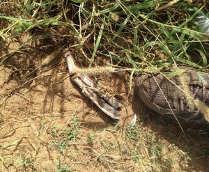Albatross foot found at Kaena 12/29/15. Courtesy photo: DLNR.