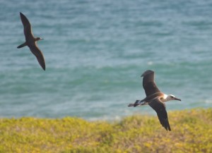 Albatross flying photo credit: Tingman. Photo courtesy: DLNR.