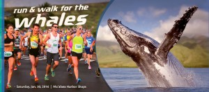 Image credit: Pacific Whale Foundation. RUn and Walk for the Whales event marketing material.