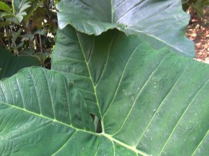 Elephant Ear plants can catch water and breed mosquitoes. Photo by Kiaora Bohlool.