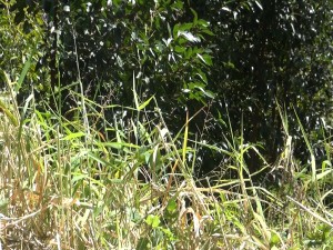 Invasive cane grass can trap moisture and provide harbor for mosquitoes and other insects. Photo by Kiaora Bohlool.