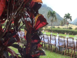 Ti leaves and table at Maui Tropical Plantation. Photo by Kiaora Bohlool.