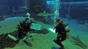 Shark tank proposal at the Maui Ocean Center, Jan. 18, 2016. Image credit: Maui Ocean Center.