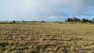 Freshly-mowed parcel of land. Photo courtesy of Country Excavation.