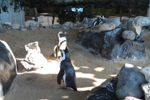 Penguin Awareness Day 2016 at the Hyatt Regency Maui Resort and Spa. Courtesy photo.