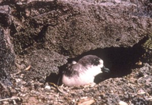 `ua`u--one of many endangered species that depend on the summit for survival. Photo credit: Haleakalā National Park.