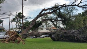 Fallen tree at Kamaʻole 1, Feb. 16, 2016. Photo credit: Jesse Tellez.