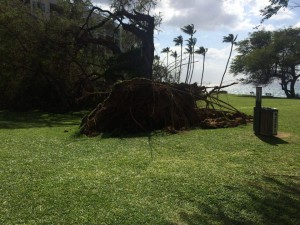 Fallen tree at Kamaʻole 1, Feb. 16, 2016. Photo credit: Timothy Lara.
