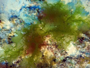 New species of deep-water algae photographed by a SCUBA diver at 188 feet at Kure Atoll in Papahānaumokuākea Marine National Monument. Photo by Daniel Wagner/NOAA, 2015.