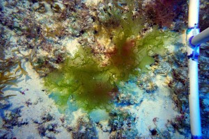 New species of algae at 188 ft m depth from Kure Atoll in the Northwestern Hawaiian Islands, Papahānaumokuākea Marine National Monument. Photo by Daniel Wagner/NOAA.
