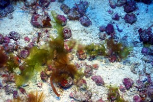 New species of algae at 195 ft from Lisianski, Northwestern Hawaiian Islands, Papahānaumokuākea Marine National Monument. Photo by NOAA Office of National Marine Sancturies.