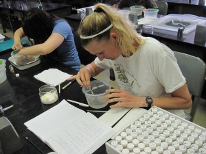 Dr. Heather Spalding processes a limu specimen at the University of Hawaii at Mānoa. Photo by Daniel Wagner/NOAA, 2013.