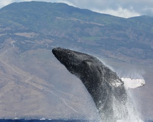 Humpback whale. Photo credit: Robert and Ellen Ramio.
