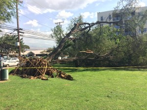 Fallen tree at Kamaʻole 1, Feb. 16, 2016. Photo credit: Nicholas Batres.