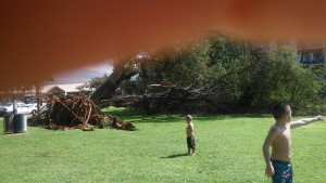 Downed tree near Kamaʻole Beach Park I in Kīhei. Courtesy photo.