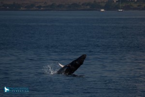 Great Whale Count Maui 2016. Photo credit: Pacific Whale Foundation.