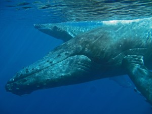 Robert and Ellen Raimo caught these images of a mom and baby humpback swimming in Maui waters on March 6, 2016. Courtesy photo.