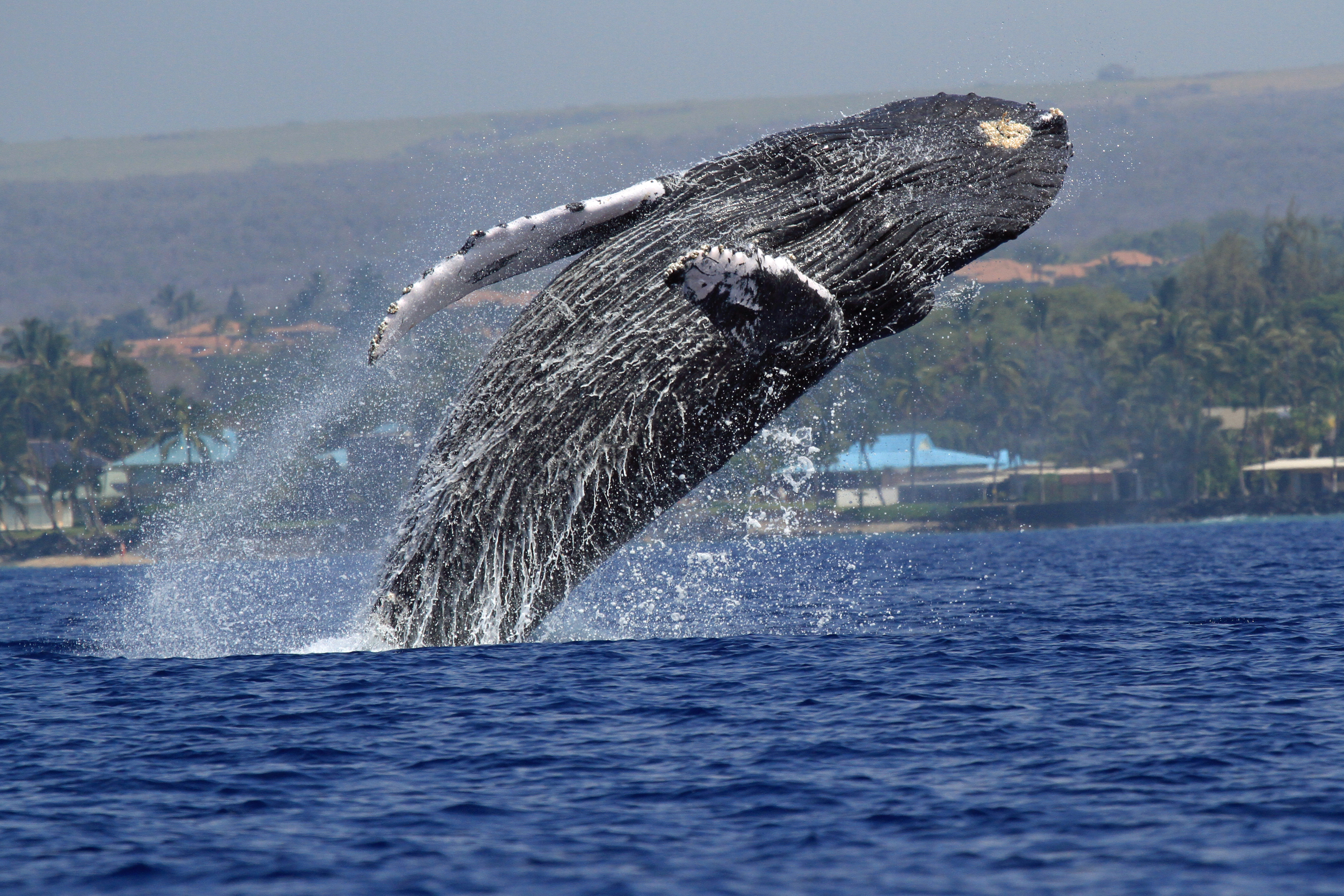 Ellen Raimo captured this image of breaching humpback swimming in Maui waters on March 3, 2016. She called it the best day of the season for whale photography with lots of activity reported on the water that day. Courtesy photo.