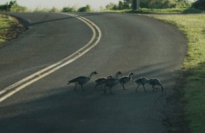 Nēnē crossing the road on Kauaʻi. Photo credit: DLNR and Kaua‘i National Wildlife Refuge.