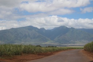  HC&S sugar cane fields cover the Central Maui plain. The company announced plans to stop farming sugar at the end of 2016, and will instead pursue a diversified agricultural model for the 36,000 acres presently in cultivation. Photo by Wendy Osher.