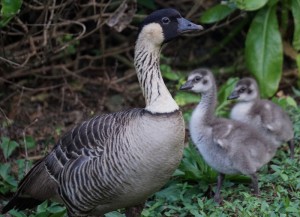 Nēnē mother and goslings on Kauaʻi. Photo credit: DLNR and Kaua‘i National Wildlife Refuge.