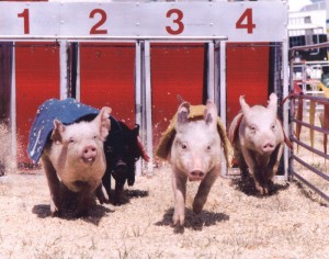 Pig Racing. Photo credit: E.K. Fernandez.