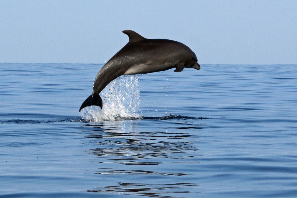 Bottlenose dolphin (4.4.16) Photo credit: Robert Raimo.