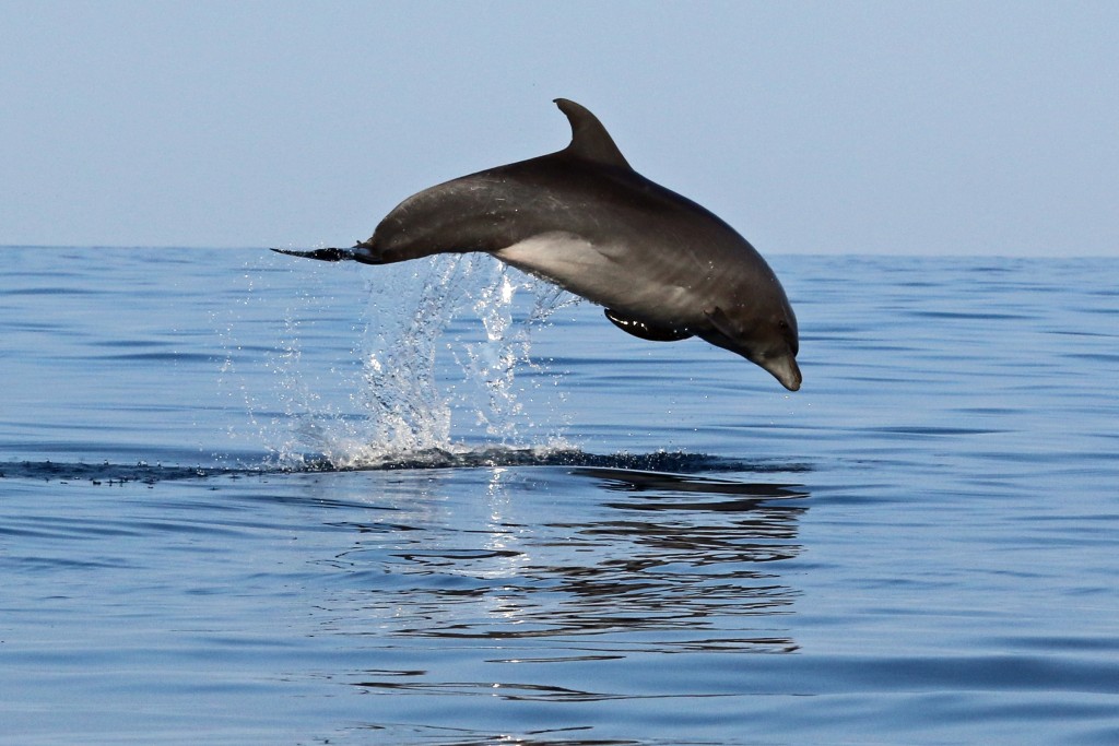 Bottlenose dolphin (4.4.16) Photo credit: Robert Raimo.