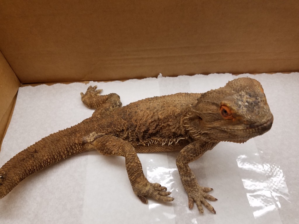 Foot long bearded dragon lizard captured in Waiʻanae. Photo credit: Hawaiʻi Department of Agriculture.