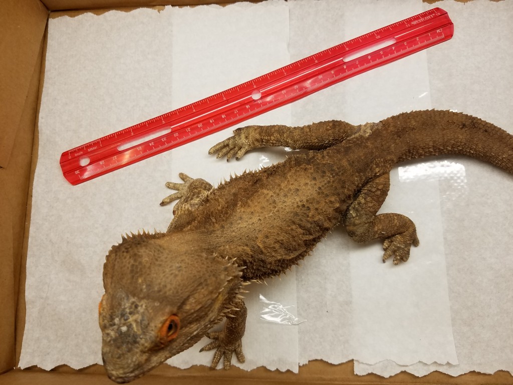 Foot long bearded dragon lizard captured in Waiʻanae. Photo credit: Hawaiʻi Department of Agriculture.