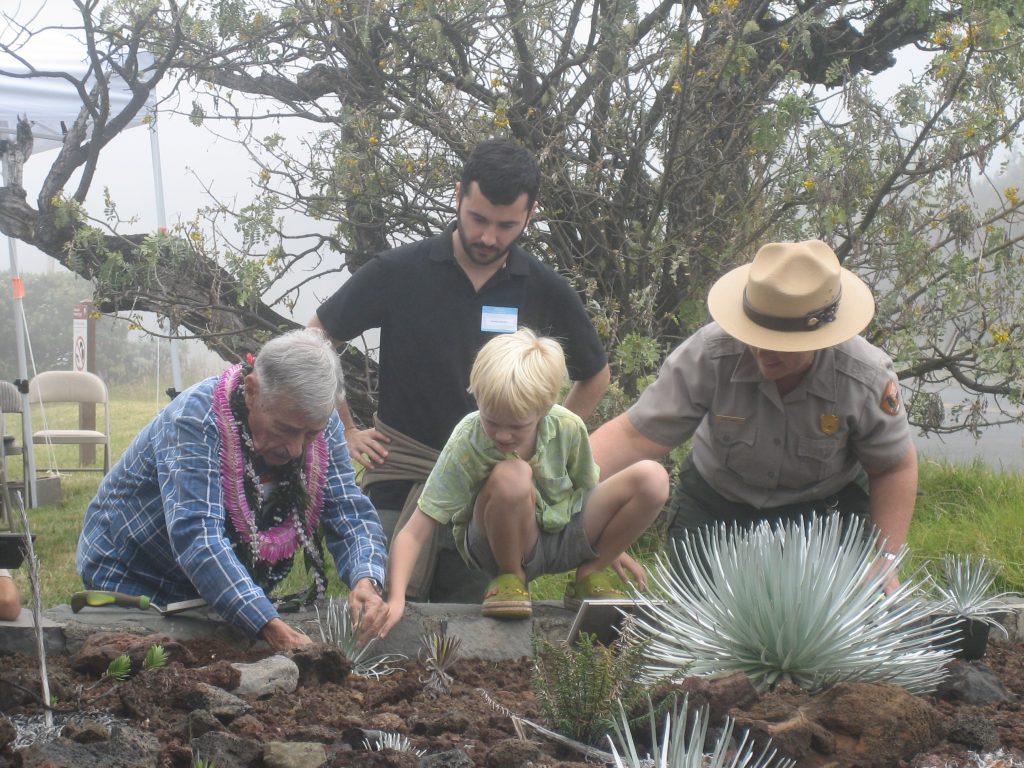 Uncle Rex and keiki planting silverswords--passing the torch of stewardship. Photo courtesy Haleakalā National Park.