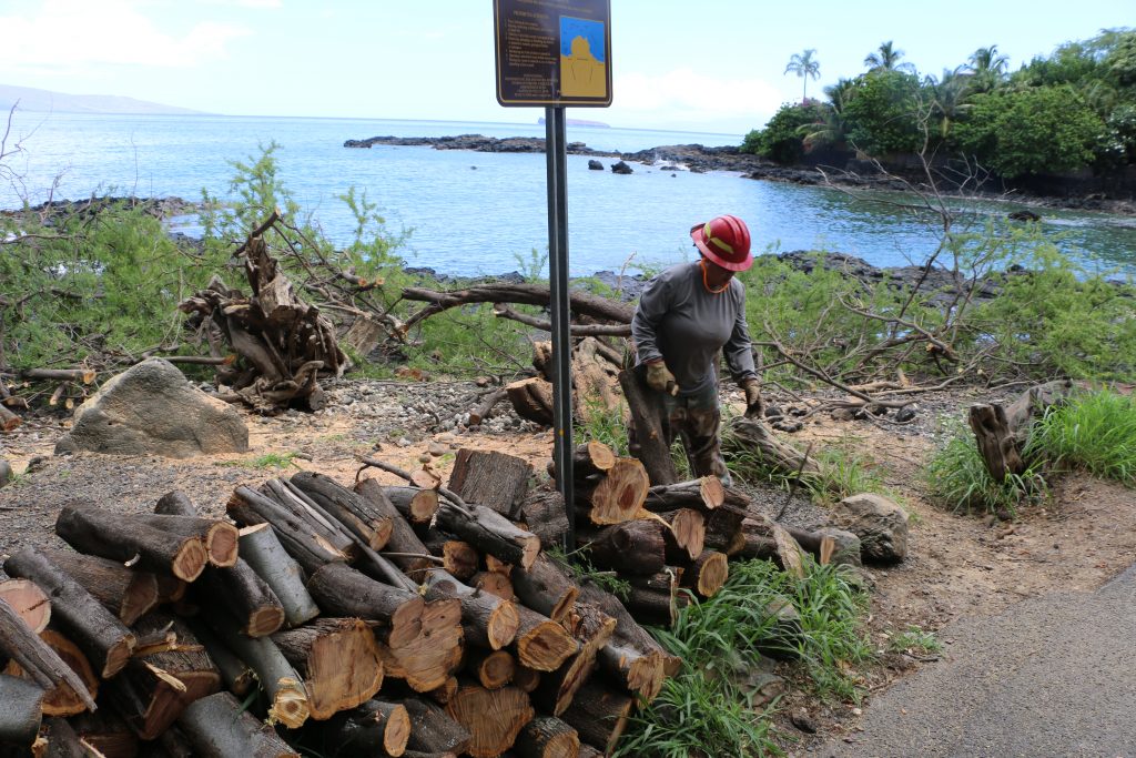 Kiawe trees being cut down and removed from ʻĀhihi-Kīna‘u Natural Area Reserve on Maui’s south shore. Image credit: DLNR.
