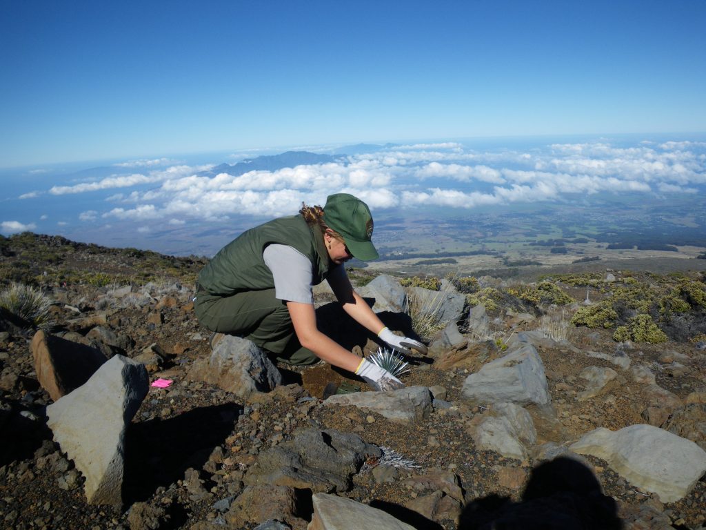 Silversword outplanting. Photo credit: Haleakalā National Park.