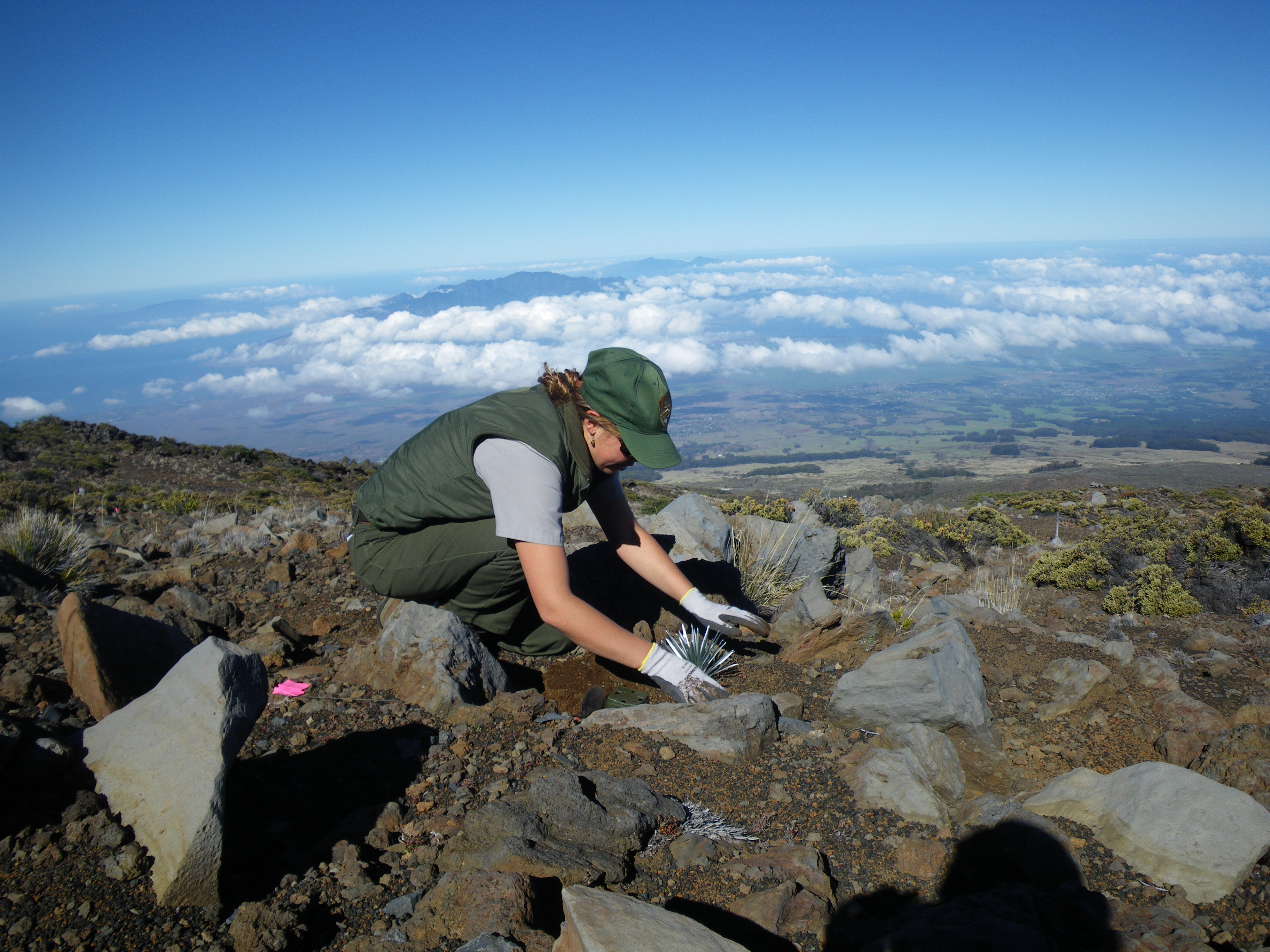 Silversword outplanting. Photo credit: Haleakalā National Park.