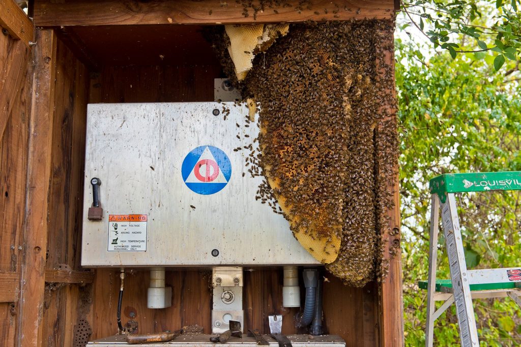 Beehive removal on a Civil Defense siren at Haycraft Beach Park in Māʻalaea. (6.2.2016) (Photo: Ryan Piros)