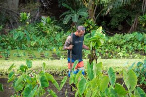 Chef Ed Kenney, host of Family Ingredients, in a taro patch on Kauai. Courtesy photo.