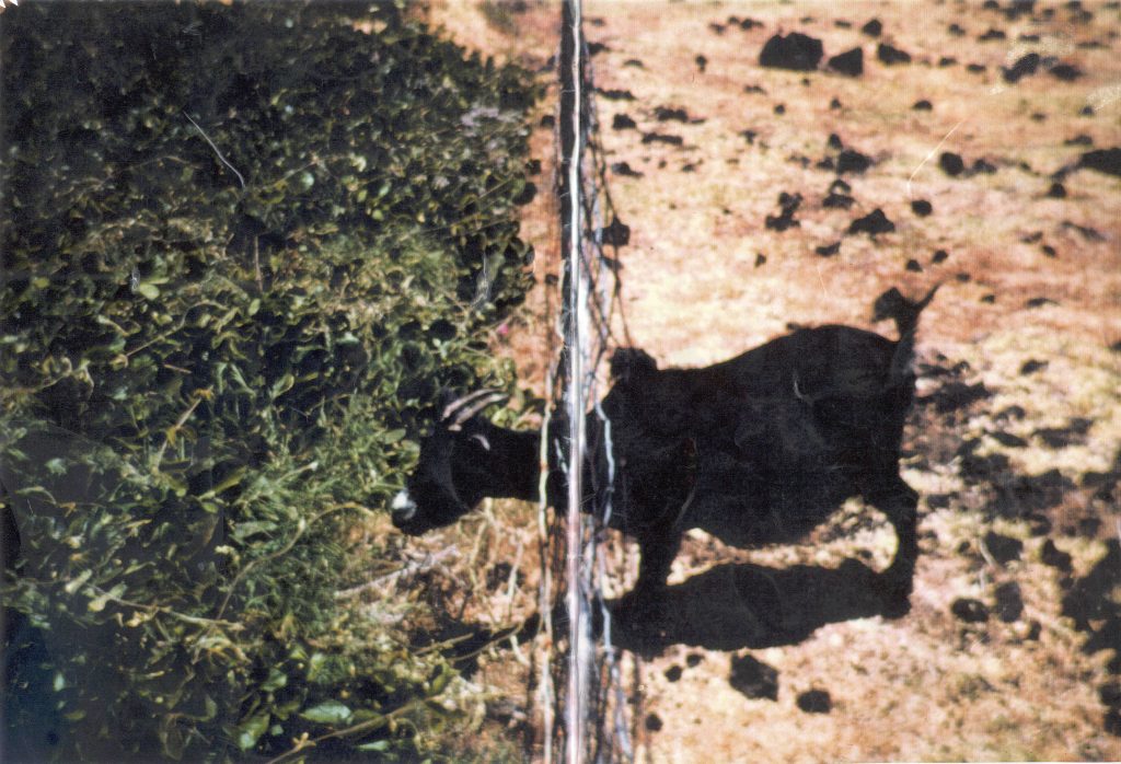 Goat in fence. Photo credit: Haleakalā National Park.