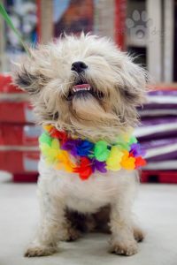 Happy dog at Maui Humane Society. Courtesy photo.