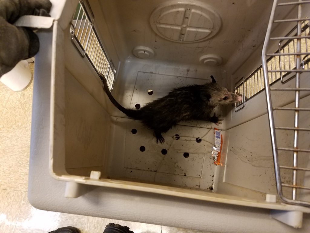 Opossum caught June 3, 2016. Photo courtesy: Department of Agriculture.