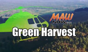 Green Harvest. Maui Now graphic. 