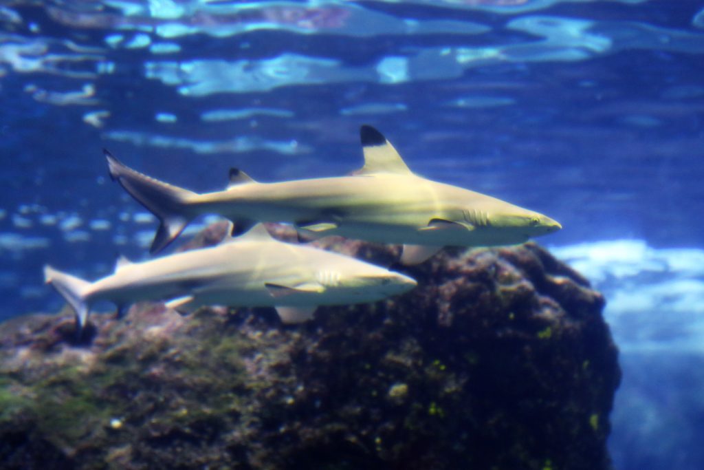 Blacktip sharks. Courtesy photo.