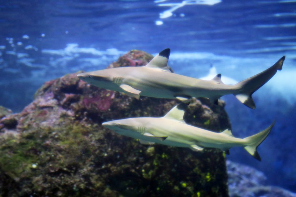 Blacktip sharks. Courtesy photo.