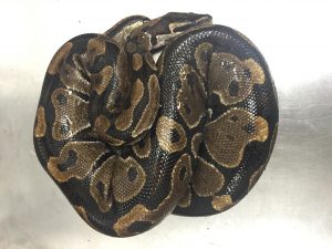 A non-venomous ball python was found on Maui on July 1, 2016. Hawai‘i Department of Agriculture photo.