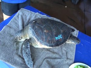 Hawaiian green sea turtle with MOC painted on its shell, ready for release to the ocean. Photo by Kiaora Bohlool.
