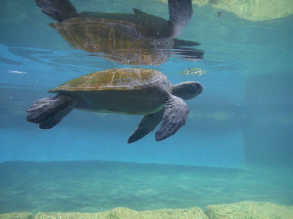 Alaula Turtle 2016. Maui Ocean Center, turtle release planned.