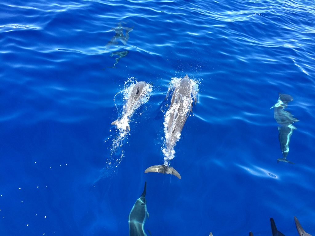 Spinner dolphins 8.21.16. Photo credit: Kevin Roe