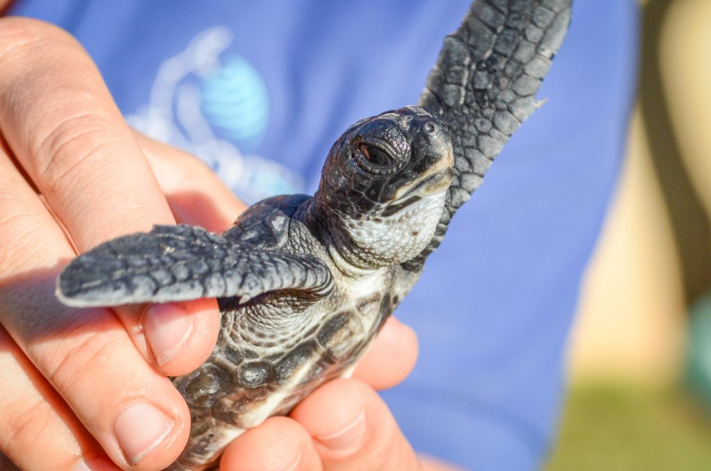 Pa'ani Hatchling 2014. Maui Ocean Center, turtle release planned.