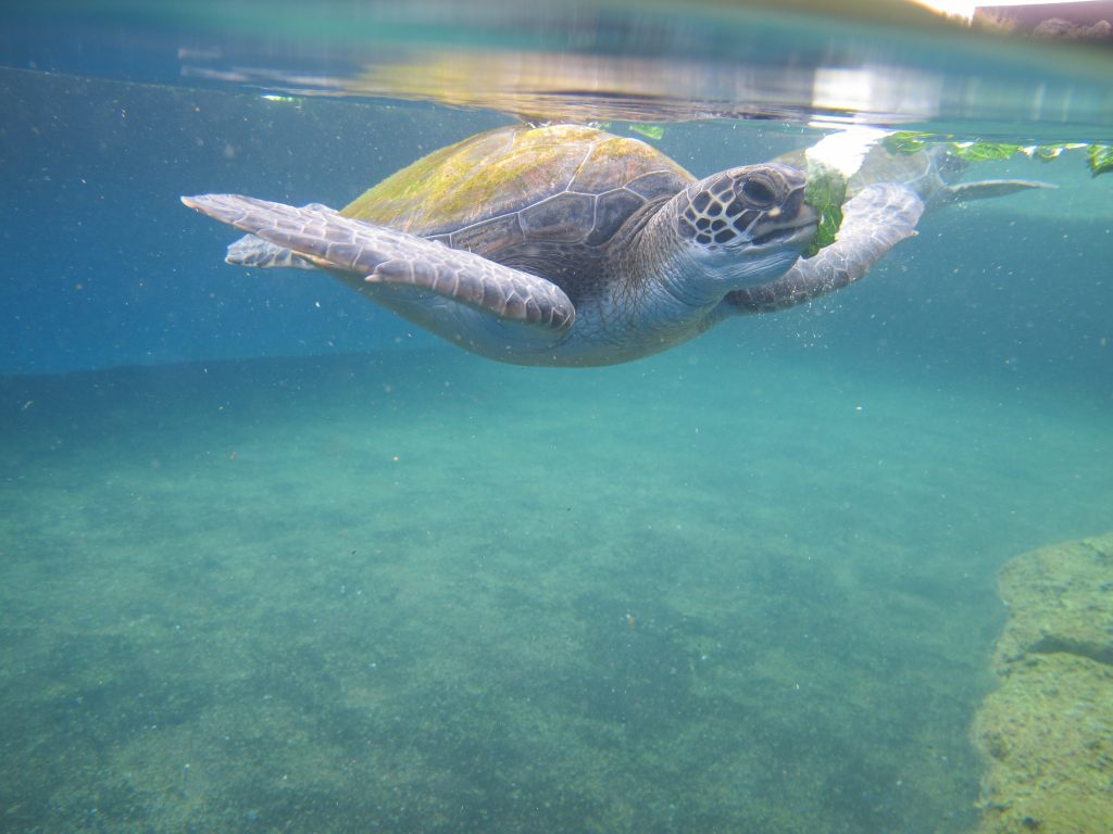 Pa'ani Turtle 2016. Maui Ocean Center, turtle release planned.