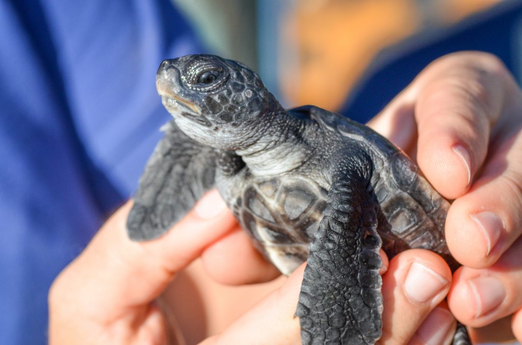 Makoa Hatchling 2014. Maui Ocean Center, turtle release planned.