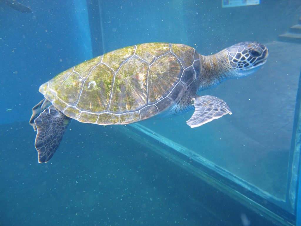 Makoa Turtle 2016. Maui Ocean Center, turtle release planned.